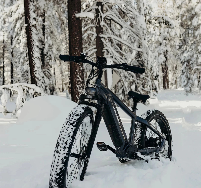 A grey Himiway Zebra in a snowyforest