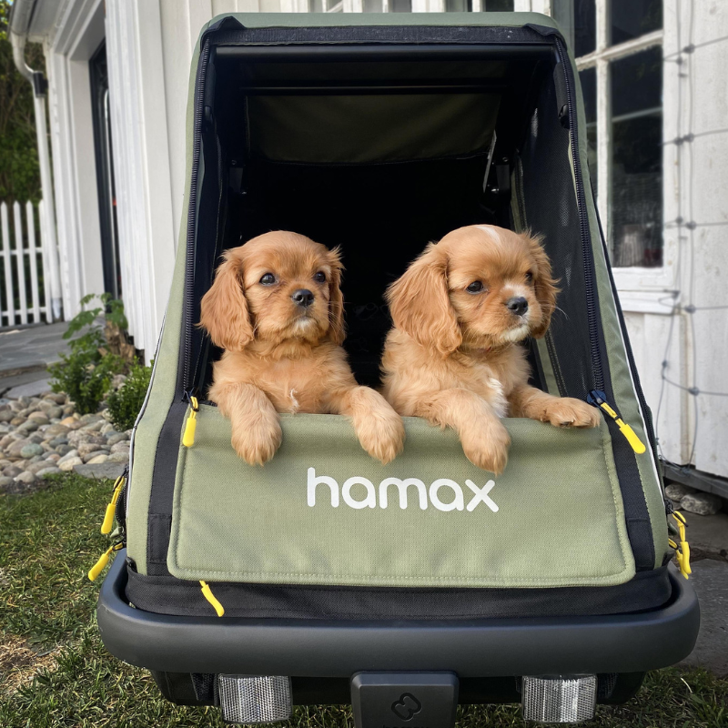 Two small tan puppies sitting in a hamax pet stroller outdoors in front of a white house.